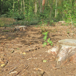 In den vergangenen Jahren mussten kranke und abgestorbene Bäume im Waldpark Blasewitz gefällt werden. Foto: Pohl