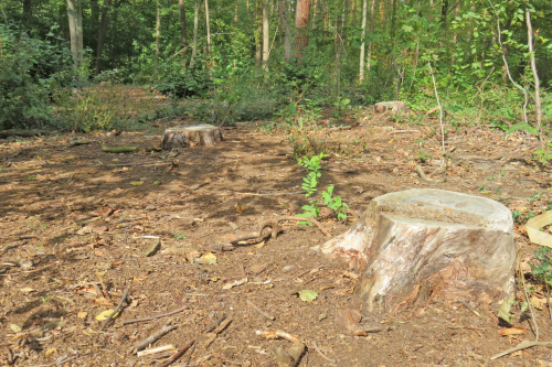 In den vergangenen Jahren mussten kranke und abgestorbene Bäume im Waldpark Blasewitz gefällt werden. Foto: Pohl