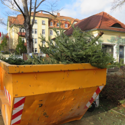 Das Ende vom Weihnachtsbaum-Traum: Über 100 extra Sammelstellen nehmen die abgeschmückten Nadelbäume auf. Foto: Pohl