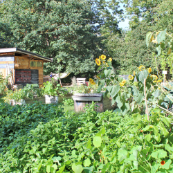 Auf einer Brachfläche entstand der Gemeinschaftsgarten Srieskanne. Foto: Archiv/Pohl