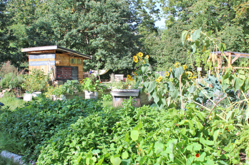 Auf einer Brachfläche entstand der Gemeinschaftsgarten Srieskanne. Foto: Archiv/Pohl