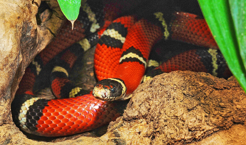 Rotgeringelte Königsnatter. Foto: CJD Jugend-Öko-Haus