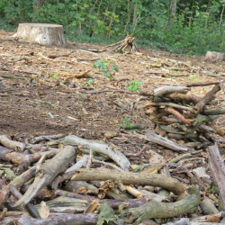 Dürre und Schädlingsbefall schädigten viele Bäume im Waldpark, so dass sie gefällt werden mussten. Foto: Pohl/Archiv