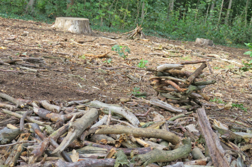 Dürre und Schädlingsbefall schädigten viele Bäume im Waldpark, so dass sie gefällt werden mussten. Foto: Pohl/Archiv