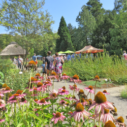 Inmitten blühender Pflanzen wird am 28. August im Botanischen Garten gefeiert. Foto: Pohl