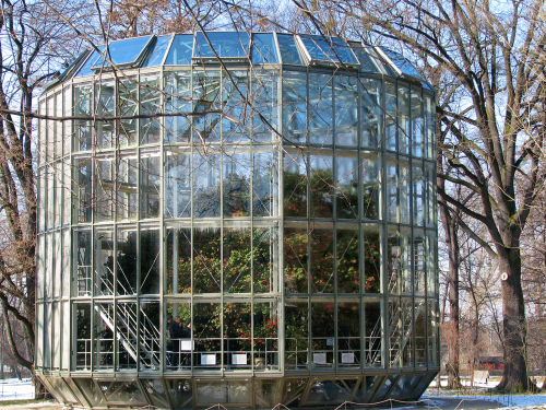 Die über 250 Jahre alte Kamelie blüht in ihrem eigenen Glashaus. Foto: W. Friebel