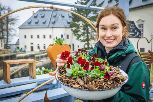 Veronika De Monte vom Gärtnerteam der Festung Königstein hat mit ihren Kollegen Tausende Frühblüher für das „Königsteiner Frühlingserwachen“ arrangiert. Foto: Marko Förster/Festung Königstein gGmbH