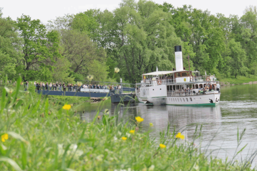 Die Schiffe der Sächsischen Dampfschifffahrt sind jetzt wieder häufiger zwischen Diesbar-Seußlitz und Pillnitz unterwegs. Mit der traditionellen Dampferparade am 1. Mai, 10 Uhr, ab Dresdner Terrassenufer startet die Weiße Flotte in die Hauptsaison. Am 1. Mai stechen neun geschmückte Raddampfer und zwei Salonschiffe in großer Formation „in See“. Foto: Pohl