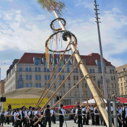 Mit Muskelkraft und langen Holzstangen wird der Maibaum aufgerichtet. 