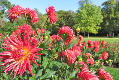 Dahlienzauber im Großen Garten