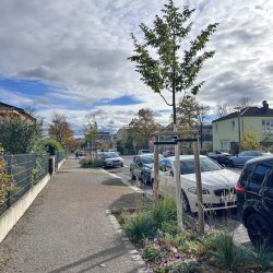 Baumpflanzung an der Laubestraße. Foto: Amt für Stadtgrün und Abfallwirtschaft/Bertram