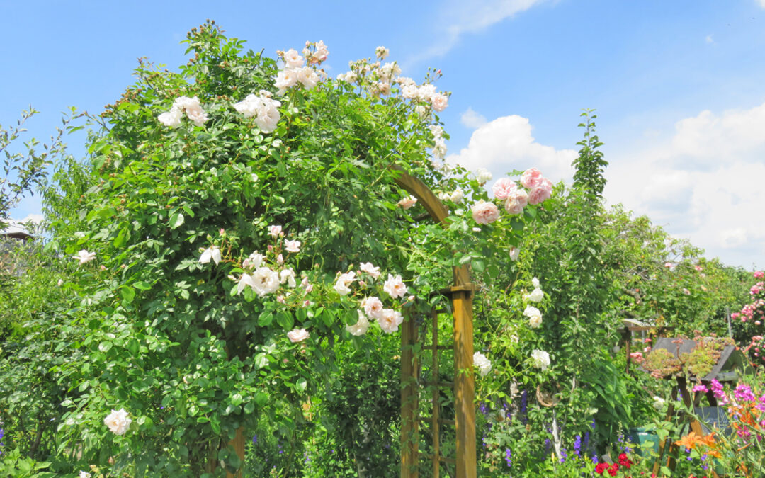 Kleingarten Eden