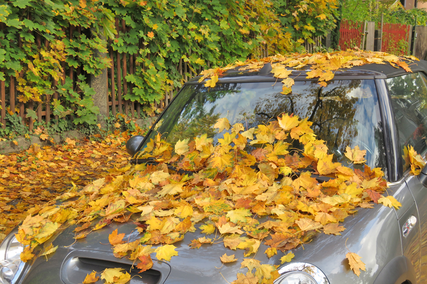 Entblättern?! Entblättern?!