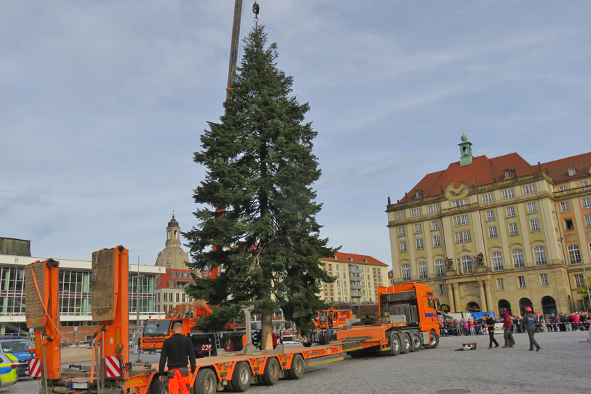 Eine Veitchs Tanne für den 591. Striezelmarkt Eine Veitchs Tanne für den 591. Striezelmarkt
