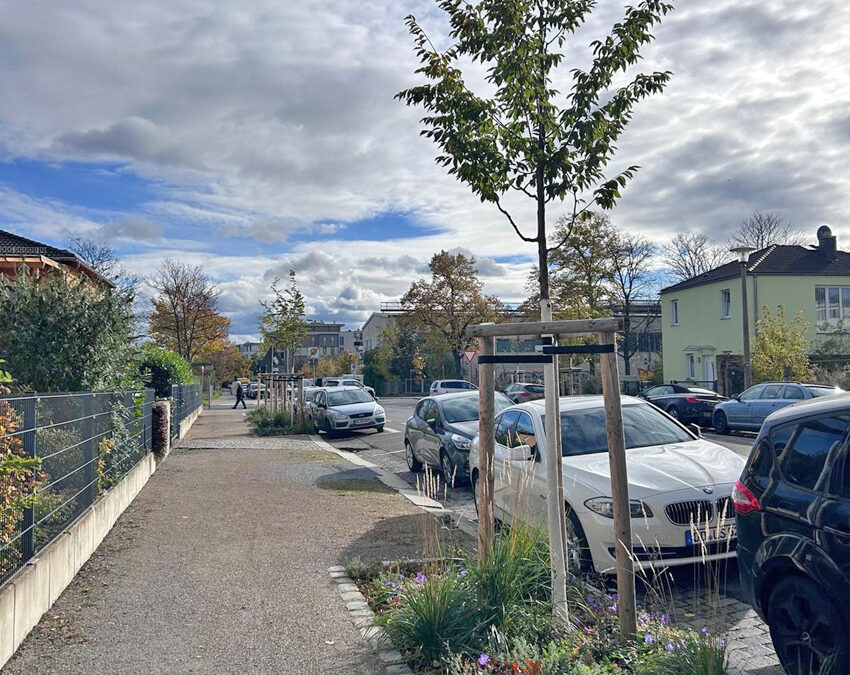 510 neue Bäume für Dresden