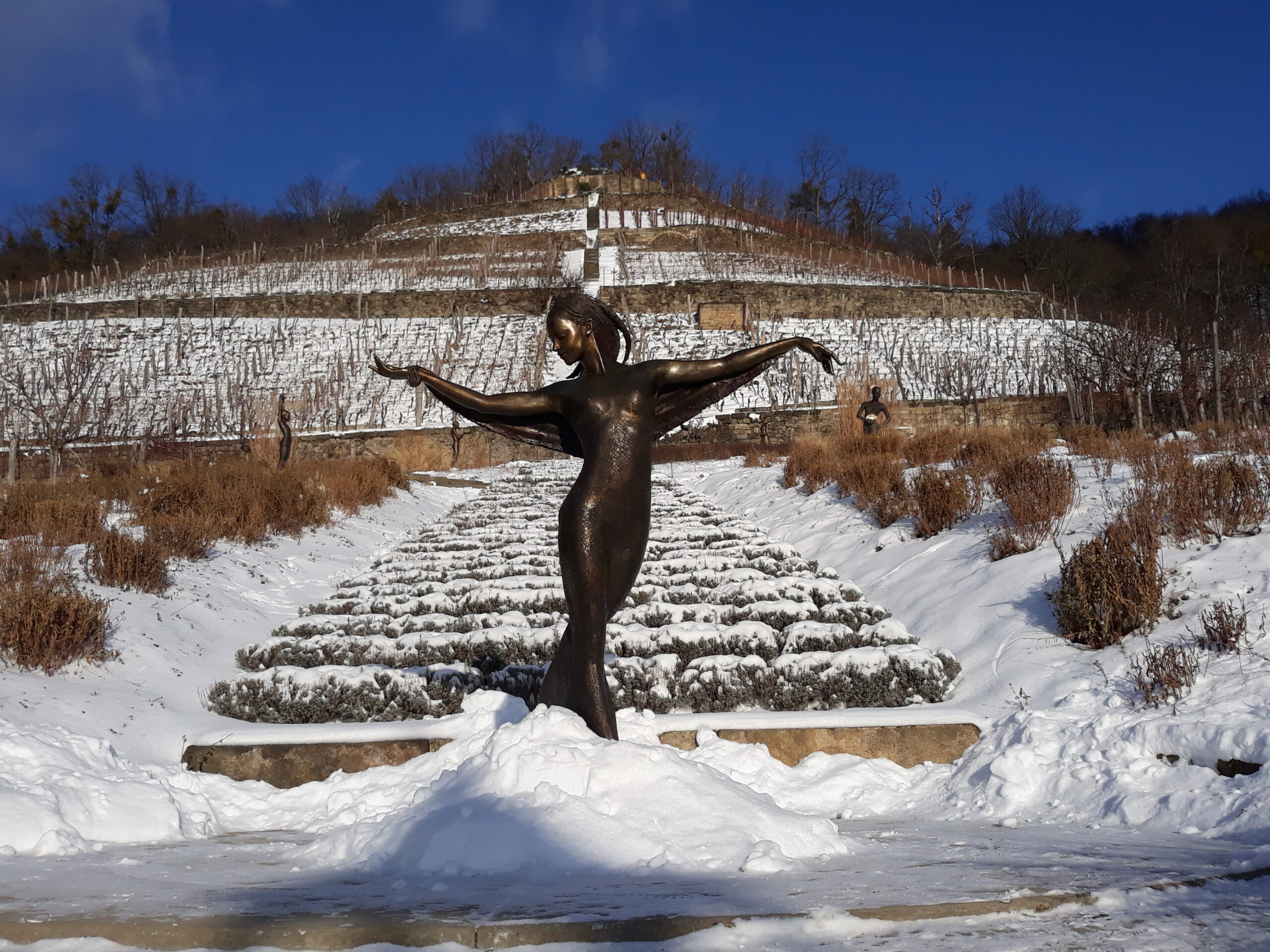 Traumhaftes Winterwetter lockte am zweiten Januarwochenende zum Spaziergang. Ein lohnendes Ziel war das Weingut Zimmerling in Pillnitz. Foto: Pohl