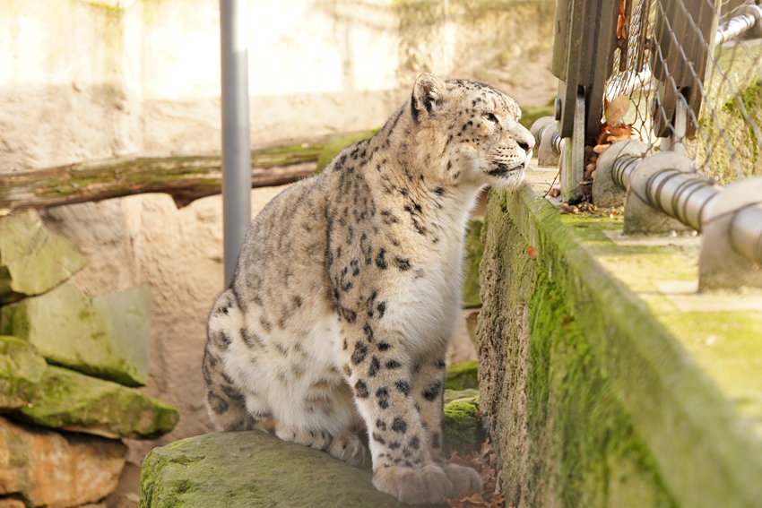Seit Anfang Dezember 2025 ist Bataar, das neue Schneeleoparden-Männchen, im Zoo Dresden. Er stammt aus dem Tierpark Berlin und soll der neue Partner für das Weibchen Istari werden. Foto: Zoo Dresden.