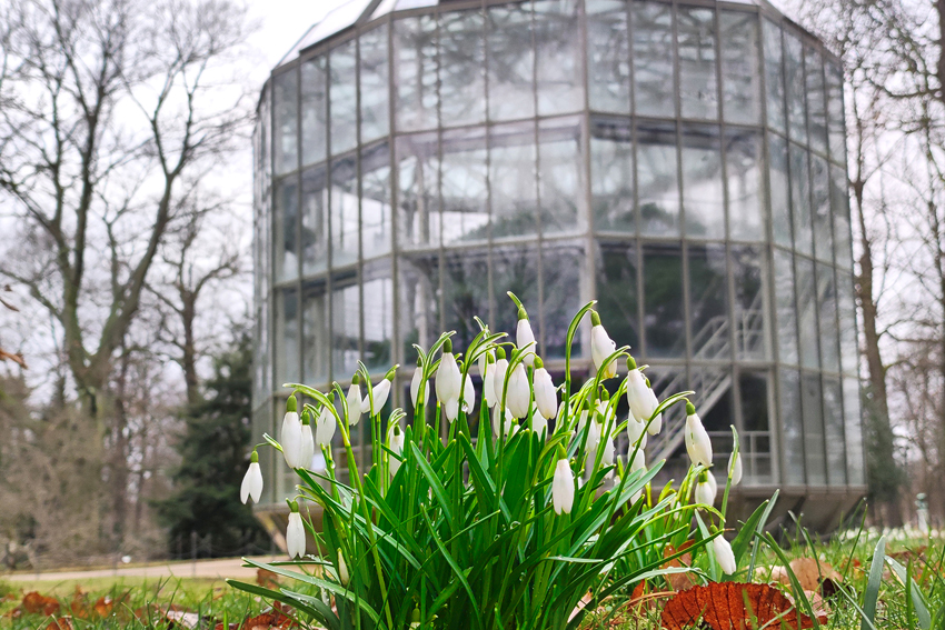 Vor dem gläsernen Pavillon erste Schneeglöckchen, im Schutzhaus karminrote Blüten der Kamelie. Foto: Antje Heinze