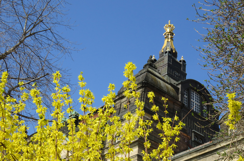 Wolkenloser Himmel, Sonnenschein – so präsentierte sich das Wetter am 18. März am Elbufer in Dresden. Die gelben Forsythien strahlen mit der Goldkrone auf der Sächsischen Staatskanzlei um die Wette. Nach einem trüben Freitag wird zum Wochenende viel Sonnenschein erwartet, vor allem Sonntag könnte wieder so ein tiefblauer Himmel zu sehen sein. Foto: Pohl
