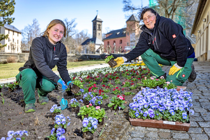 Lilly Brückner (links) und Petra Socha pflanzen hunderte Frühlingsblumen für das „3. Königsteiner Frühlingserwachen“ auf der Festung Königstein. Foto: Marko Förster/Festung Königstein gGmbH