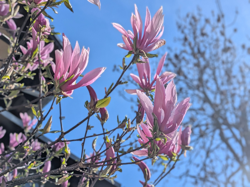 Auf Regen folgt Sonnenschein – ganz typisch im April. Nach fast wolkenlosem Himmel am 15. April erwartet uns in den nächsten Tagen ein Sonne-Wolken-Mix bei frühsommerlichen Temperaturen. Das mögen auch die Magnolien, die gerade ihre prächtigen Blüten entfalten. Foto: Pohl