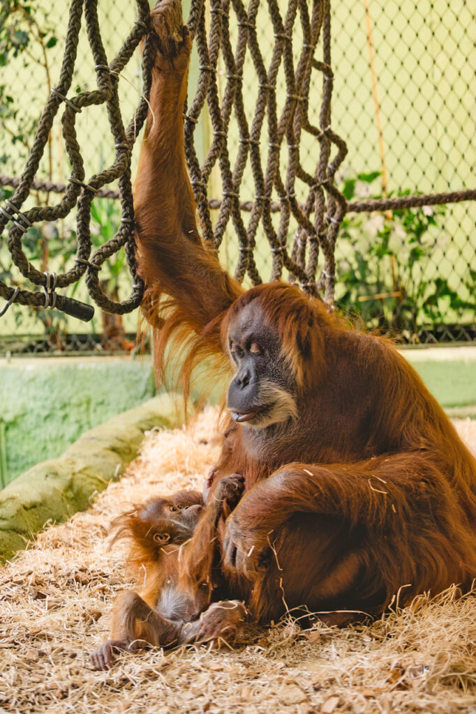 Bei den Dresdner Orang-Utans ist der jüngste Nachwuchs inzwischen schon ein Jahr alt. Hier die Mutti Daisy mit ihrem Mädchen Daria. Foto: Zoo Dresden/Anke Wollten-Thom