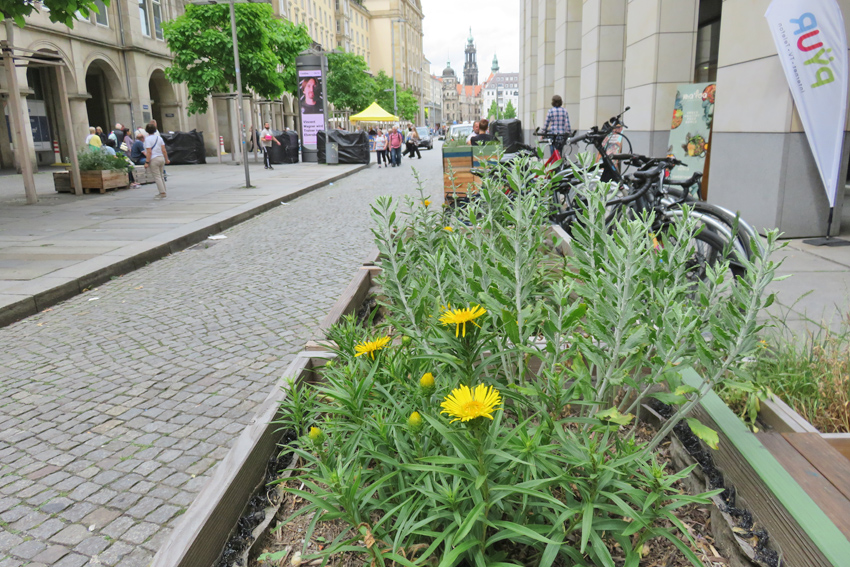 Mehr Grün in der Altstadt - dafür sorgen in den Sommermonaten bepflanzte Hochbeete. Foto: Archiv