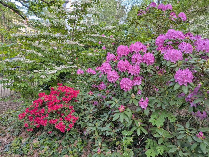 Rhododendren prägen das Bild des Hermann-Seidel-Parks, der ab 1877 als Schau- und Versuchsanlage des bekannten Rhododendronzüchters Hermann Seidel entstand. Die betagten Gehölze werden schrittweise durch Neupflanzungen ergänzt. Foto: Pohl
