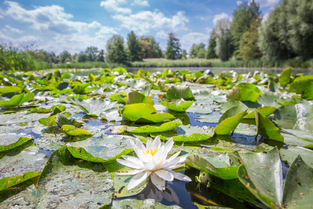 Wasserrosen im Naturbad in Mockritz. Foto: Dresdner Bäder GmbH