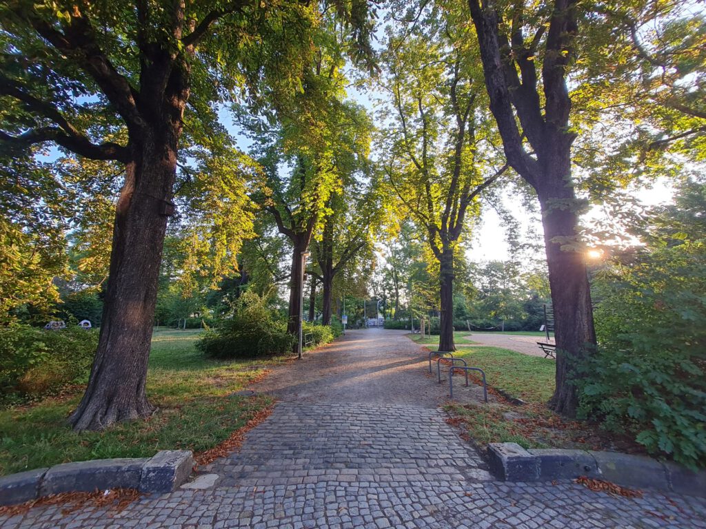 Hohe Bäume spenden im Briesnitzer Park Schatten. Foto: Amt für Stadtgrün und Abfallwirtschaft