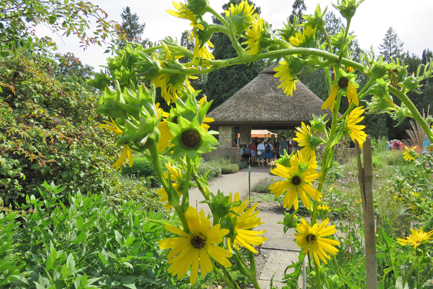 Sommerfest im Botanischen Garten Sommerfest im Botanischen Garten