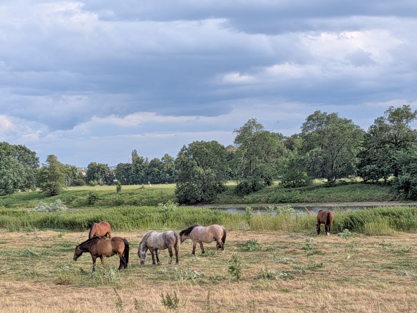 Grünes Dresden: Viel Natur entlang der Elbe. Was für eine Kulturlandschaft mit Weitblick wünschen sich die Dresdner? Foto: Pohl