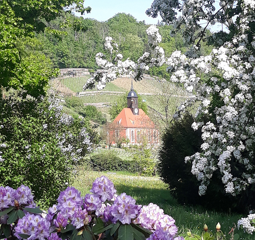 „Tag des offenen Weingutes“ an der Weinbergkirche in Pillnitz. Foto: Archiv/Pohl