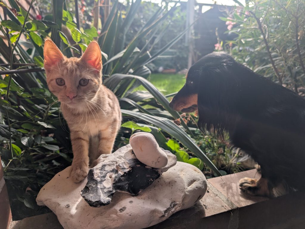 Katze und Hund gehören zu den beliebtesten Haustieren. Im Tierheim Stetzsch warten viele Vierbeiner auf eine Vermittlung an Tierliebhaber. Foto: Pohl