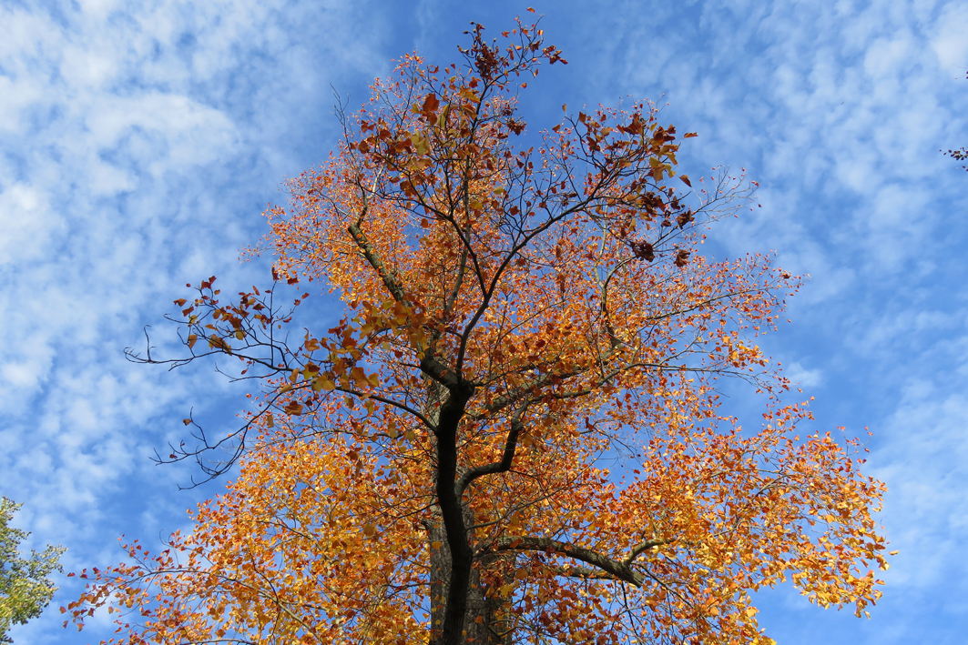 Golden leuchten derzeit die Blätter an den Bäumen, wenn die Sonne ihre Strahlen auf die Erde schickt. Die letzten Oktobertage präsentieren sich abwechslungsreich: mal trüb, mal leicht bewölkt, mal nass und auch windig. Foto: Pohl