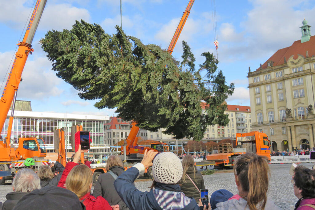 Wenn die Tanne durch die Luft schwebt, ist bald Striezelmarktzeit. Vorweihnachtliche Stimmung herrscht bereits am 31. Oktober, wenn der Weihnachtsbaum aufgestellt wird. Foto: Archiv